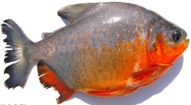 Piranha